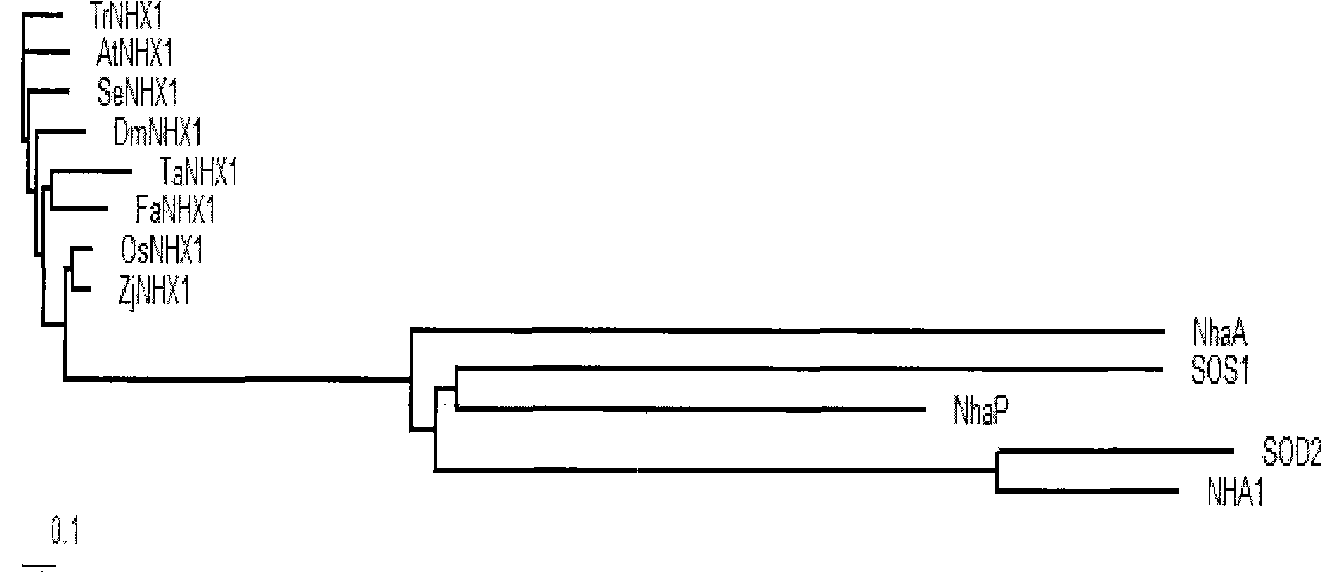 Japanese lawngrass Na&lt;+&gt;/H&lt;+&gt; antiporter gene ZjNHX1, encoding protein and application thereof