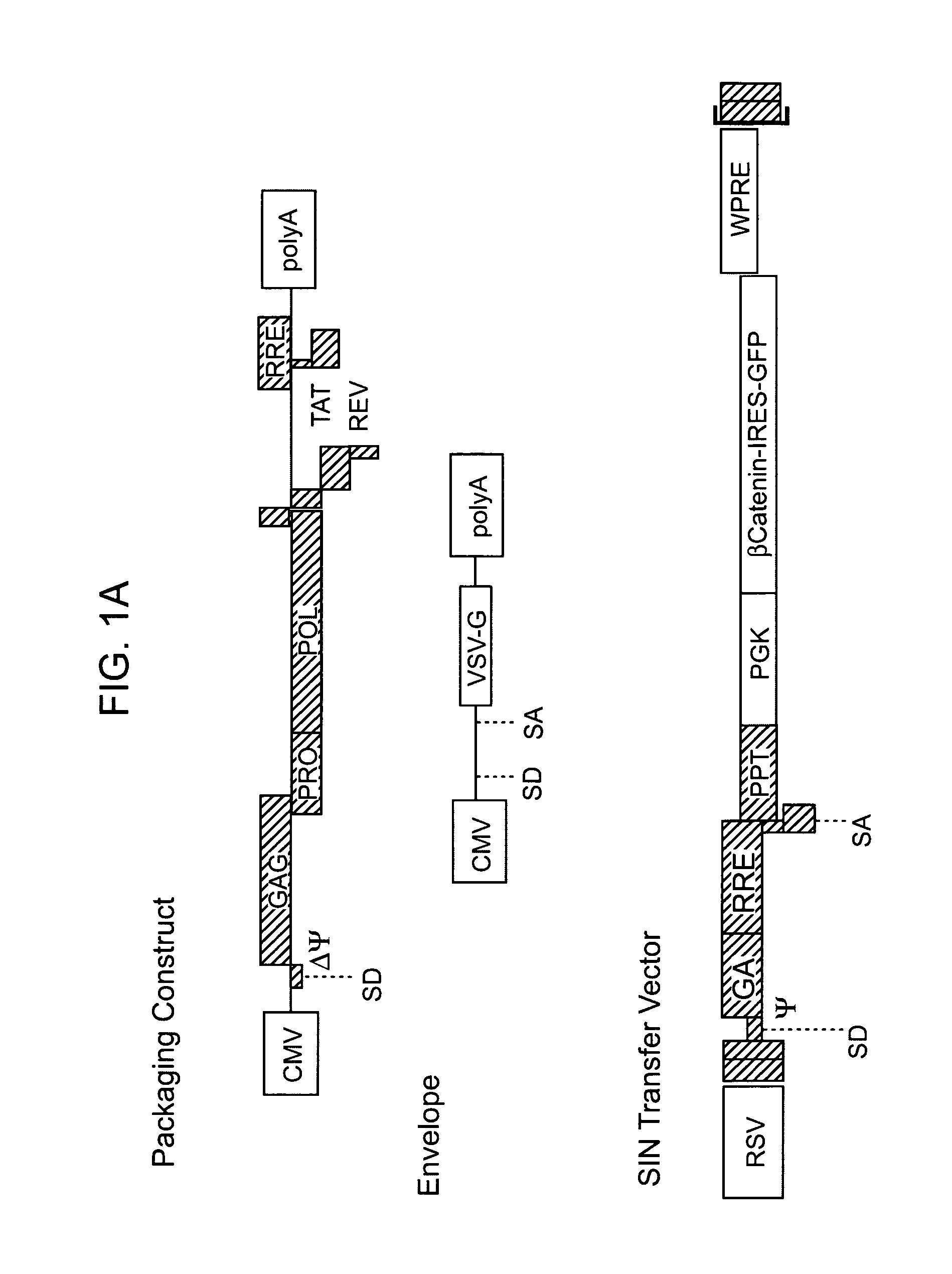 Methods of identifying and isolating stem cells and cancer stem cells