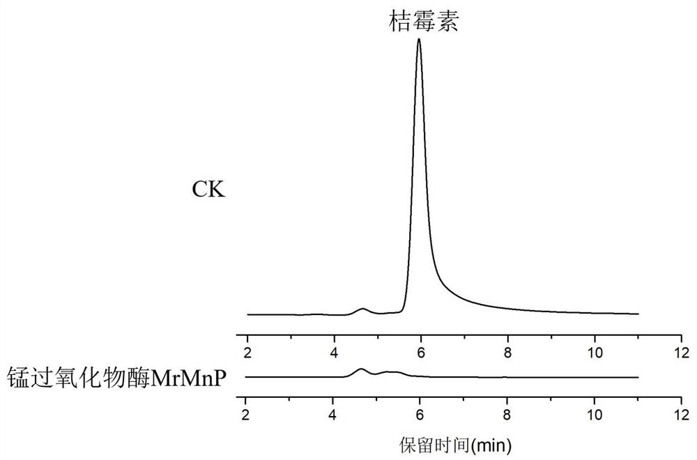 Application and method of manganese peroxidase for degrading citrinin