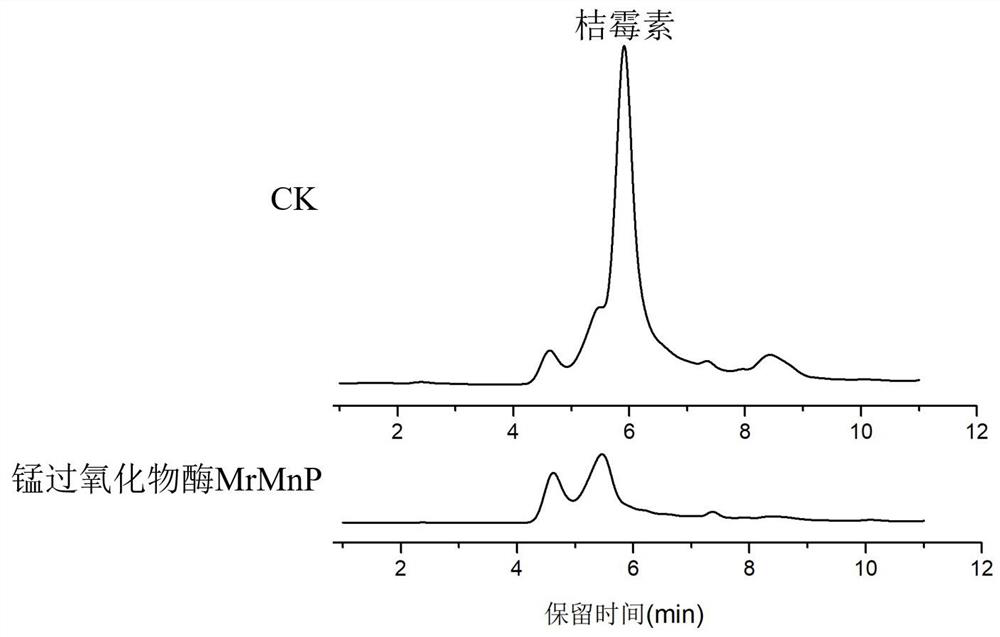 Application and method of manganese peroxidase for degrading citrinin