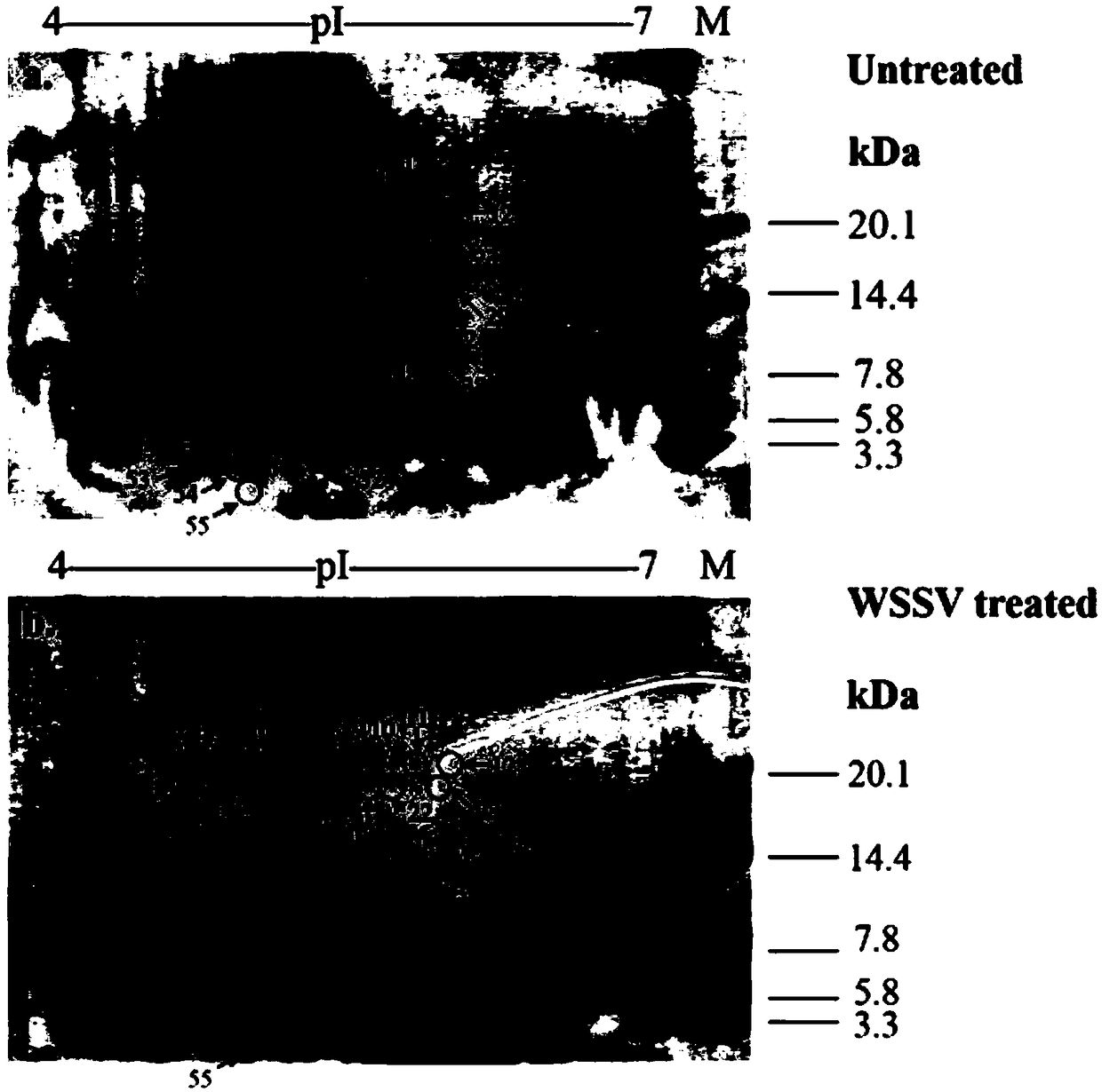 Anti-WSSV (White Spot Syndrome Virus) peptide LvHcL48 derived from litopenaeus vannamei hemocyanin and application thereof
