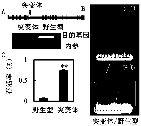 Application of paddy rice heat sensitive gene UBP21