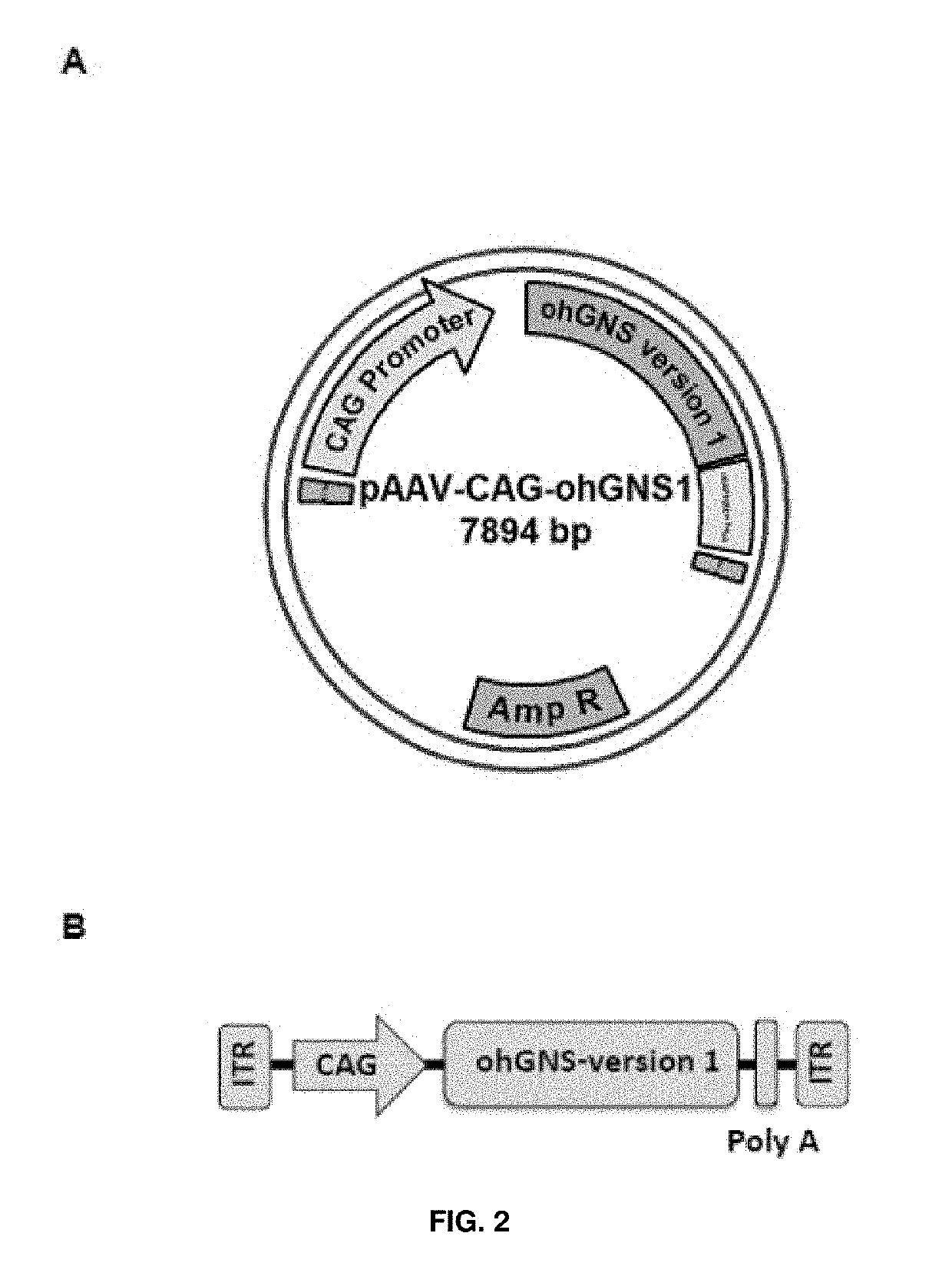 Adenoassociated virus vectors for the treatment of mucopolysaccharidoses