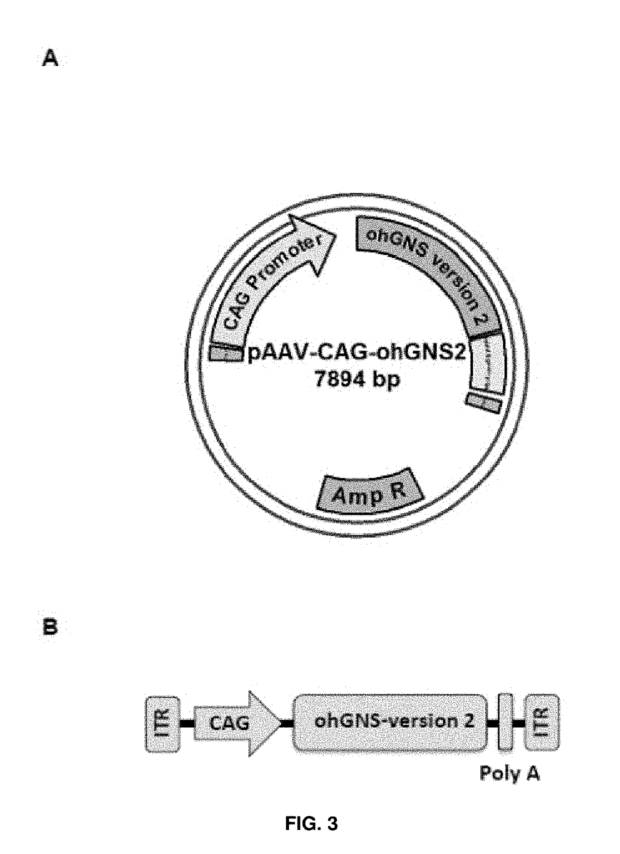 Adenoassociated virus vectors for the treatment of mucopolysaccharidoses