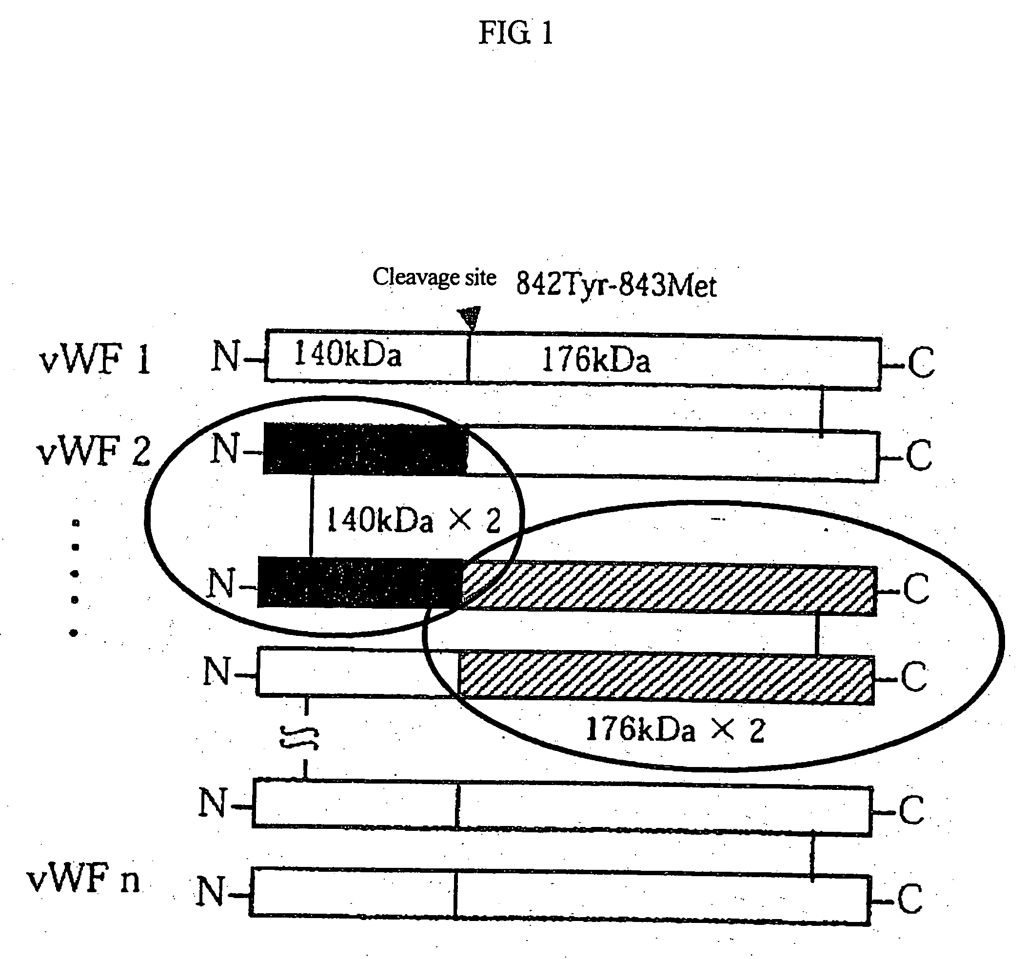 von Willebrand factor (vWF) - cleaving protease