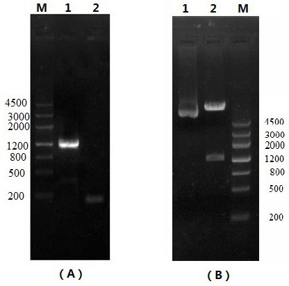 A kind of recombinant prrsv virus-like particle and preparation method thereof