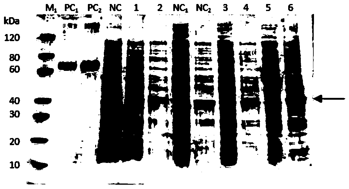 Wheat yellow striate virus N gene recombination expression protein, method for preparing polyclonal antibodies and application thereof