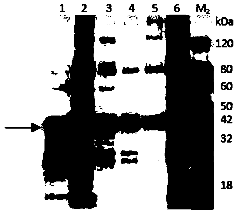 Wheat yellow striate virus N gene recombination expression protein, method for preparing polyclonal antibodies and application thereof