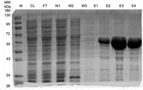 Swine cholera attenuated salmonella recombinant strain for expressing haemophilus parasuis GAPDH gene