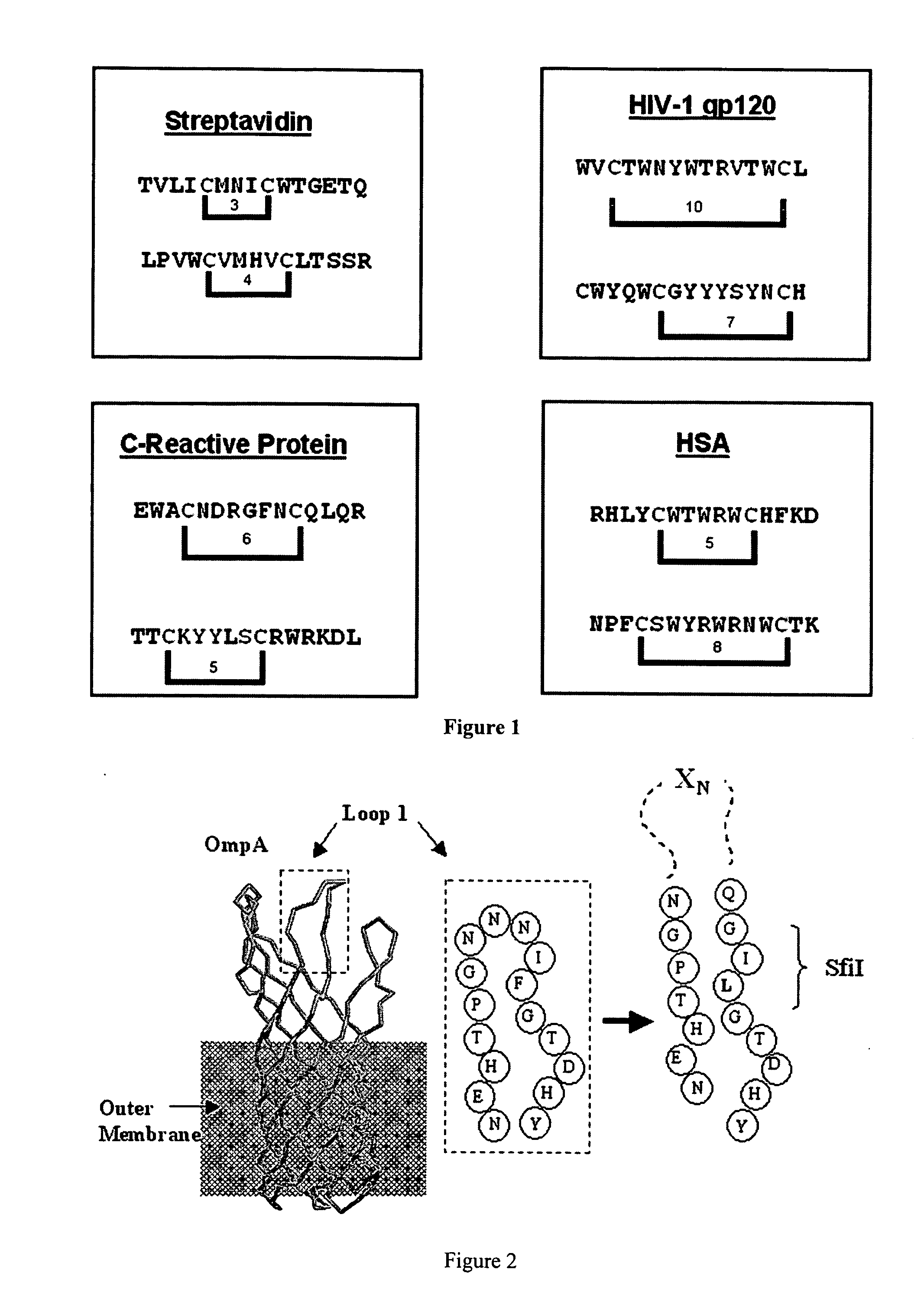 Polypeptide display libraries and methods of making and using thereof