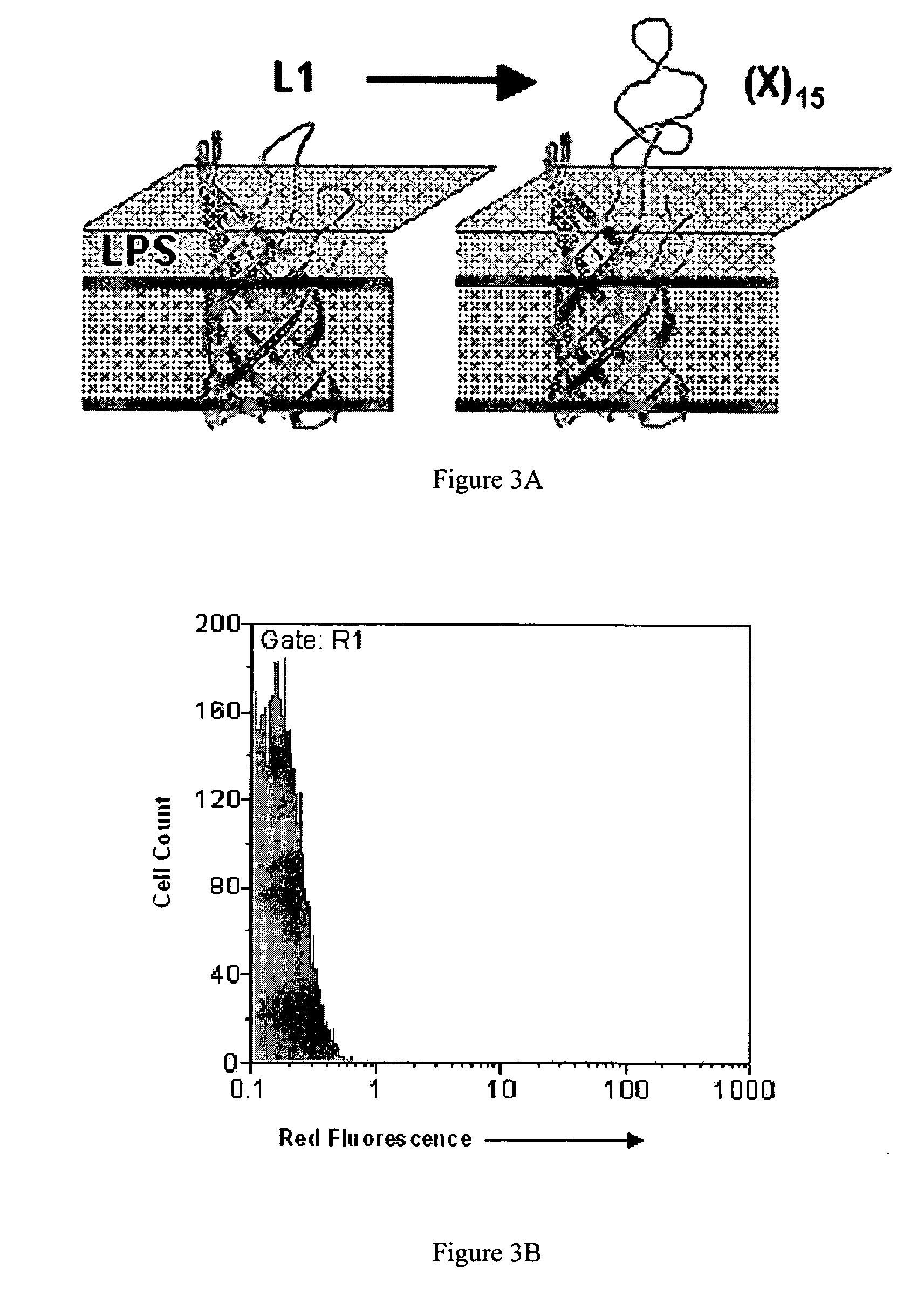 Polypeptide display libraries and methods of making and using thereof