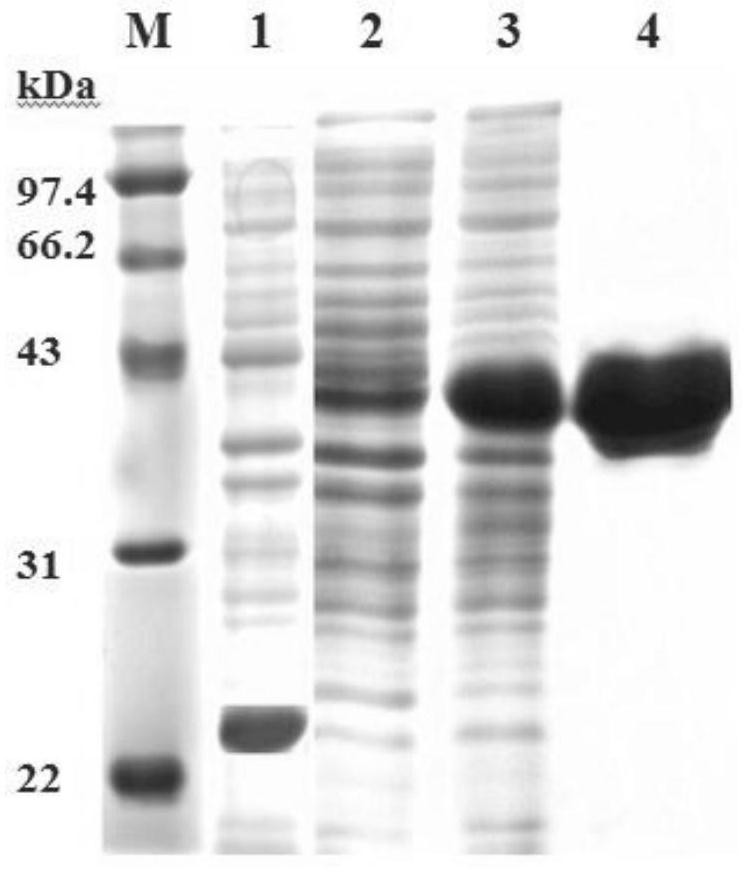 Mannose-binding lectin ptmbl gene of Portunus trituratus and its encoded protein and application