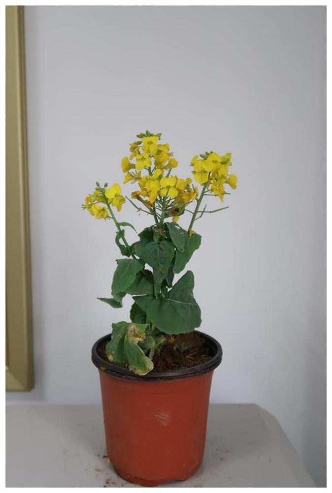 Ornamental rape variety cultivation method suitable for miniature bonsai