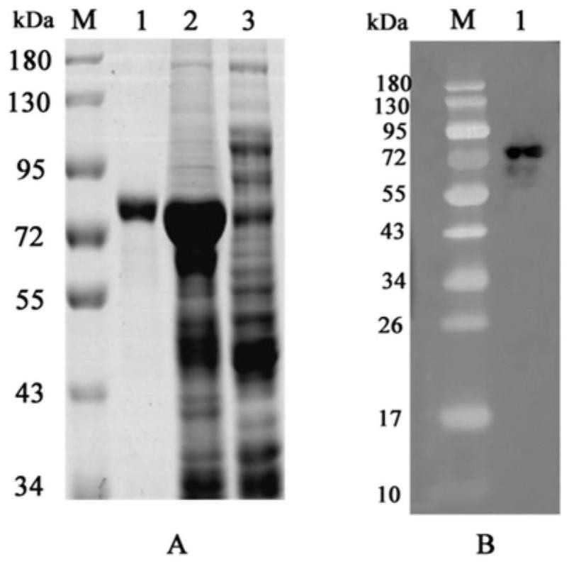 African swine fever virus p72 recombinant protein and colloidal gold immunochromatography test paper constructed by same
