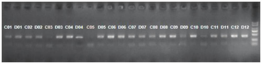 Primers for detection of methylation in the promoter region of hif-1α gene and its detection method and application