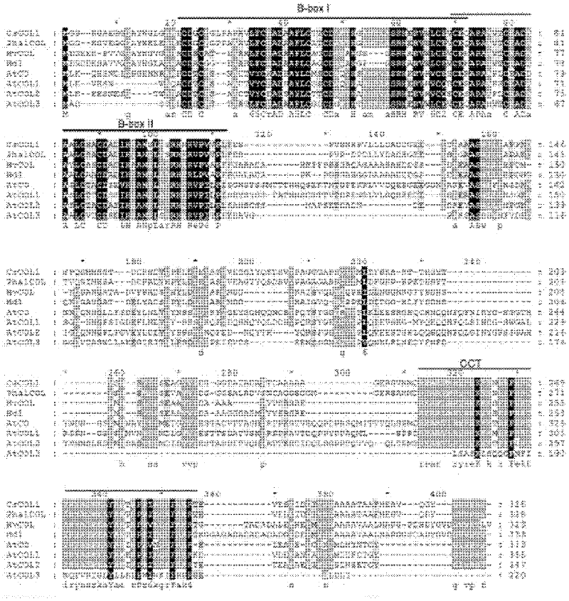 CsCoL1 gene relative to cymbidium sinense photoperiod and application of CsCoL1 gene