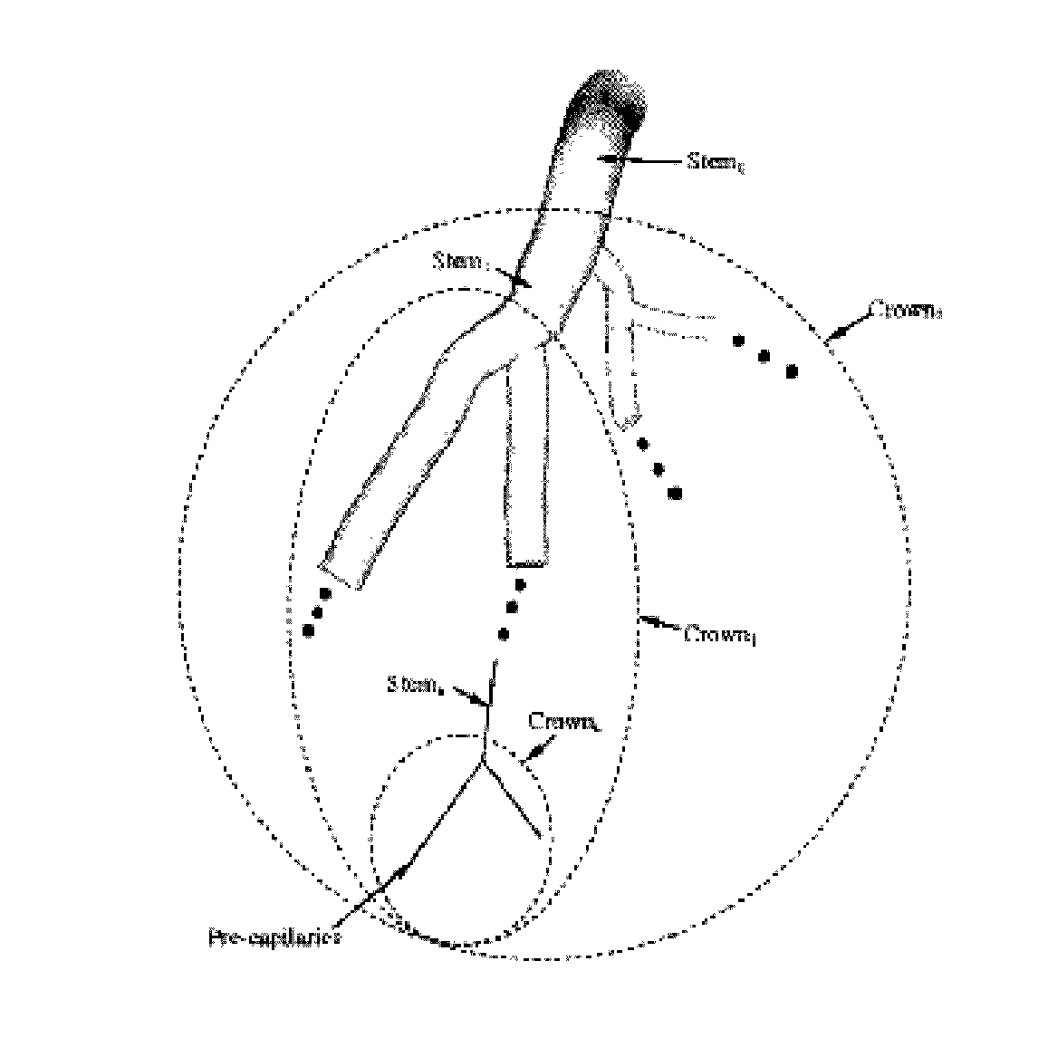 Methods for the noninvasive determination of perfusion, blood flow, and capillarity