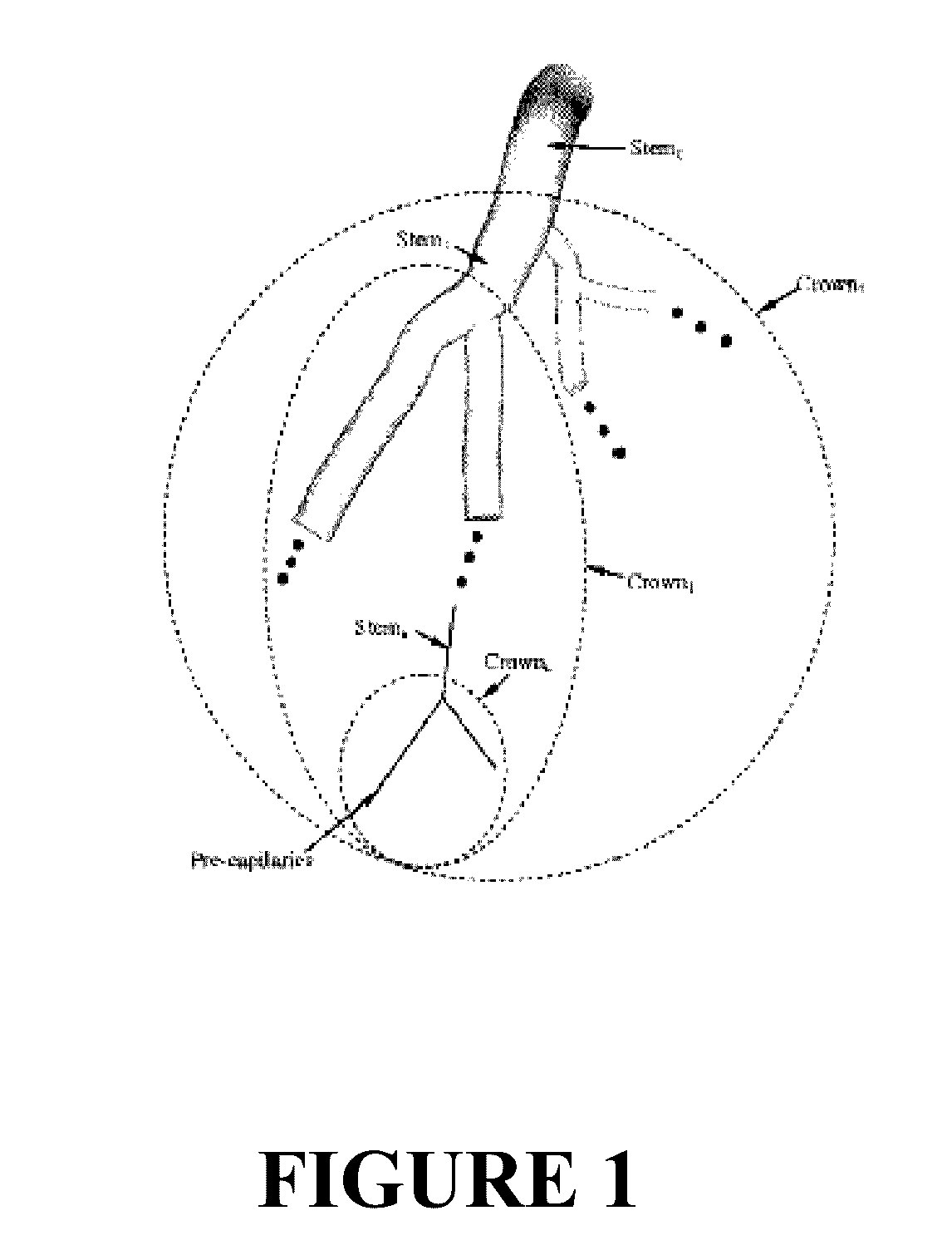 Methods for the noninvasive determination of perfusion, blood flow, and capillarity