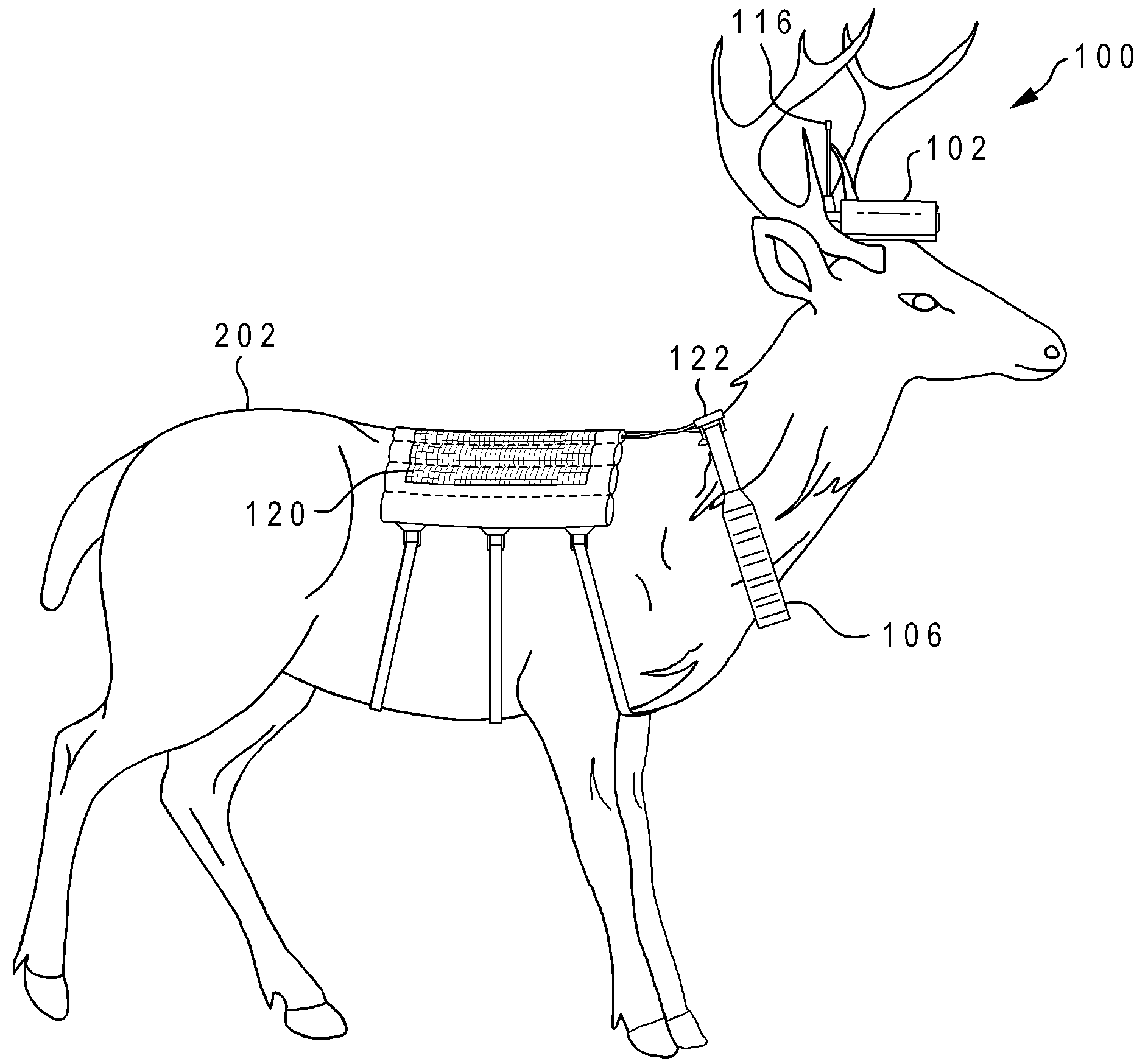 Method and apparatus for monitoring an animal in real time