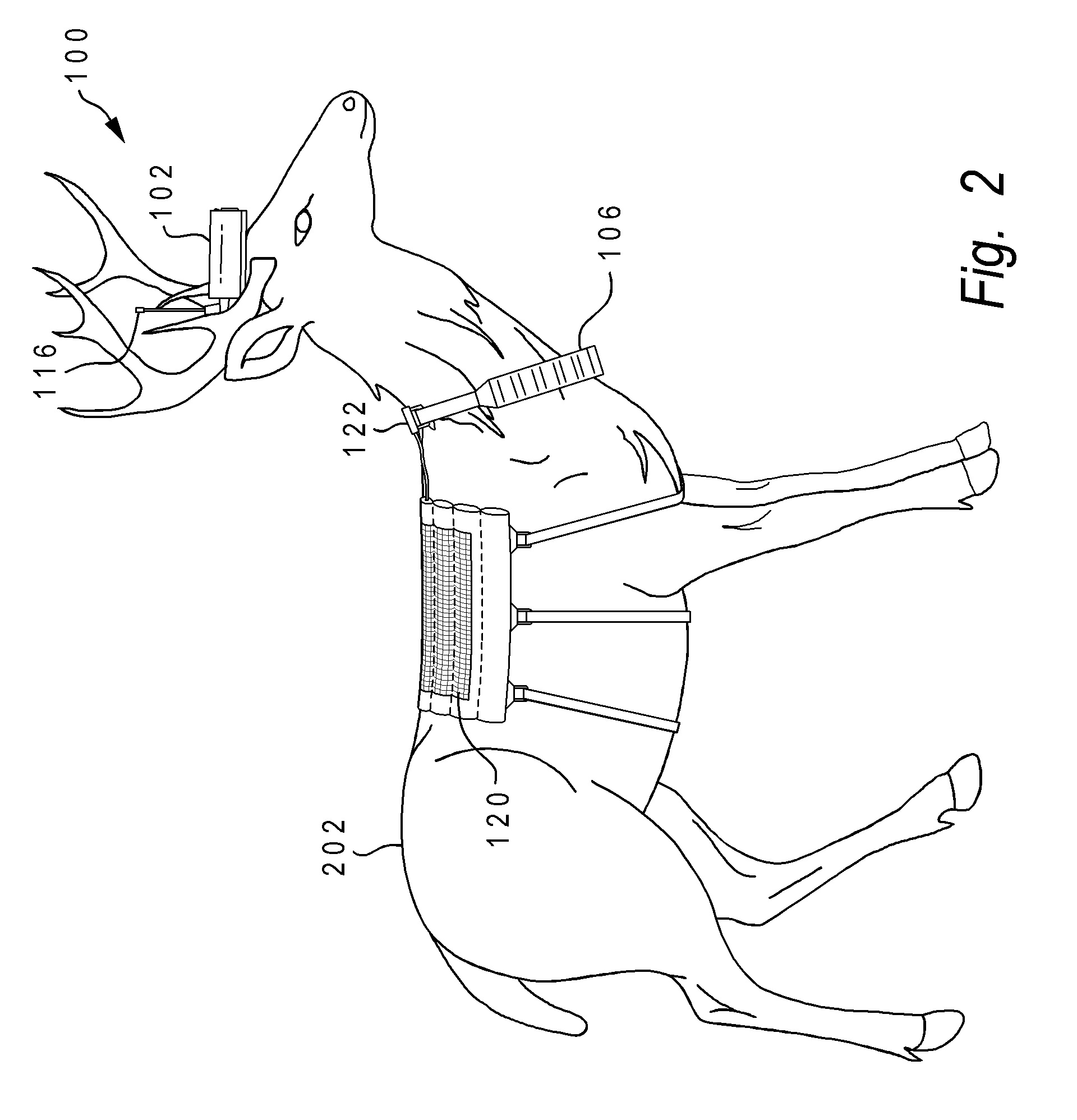 Method and apparatus for monitoring an animal in real time