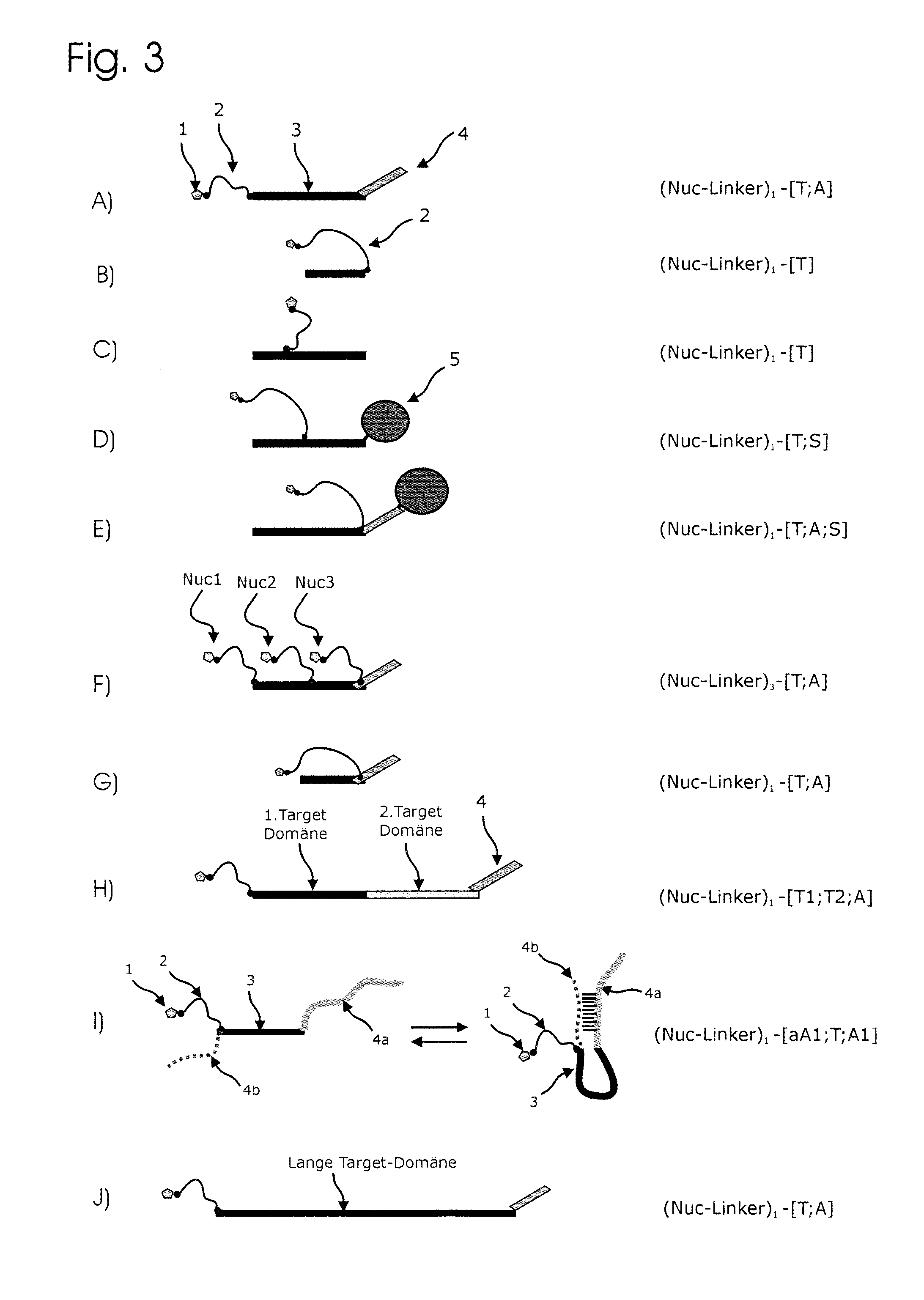 Conjugates of nucleotides and method for the application thereof