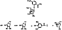 Phenolic glycoside compounds and application thereof in preparation of anticomplement drugs