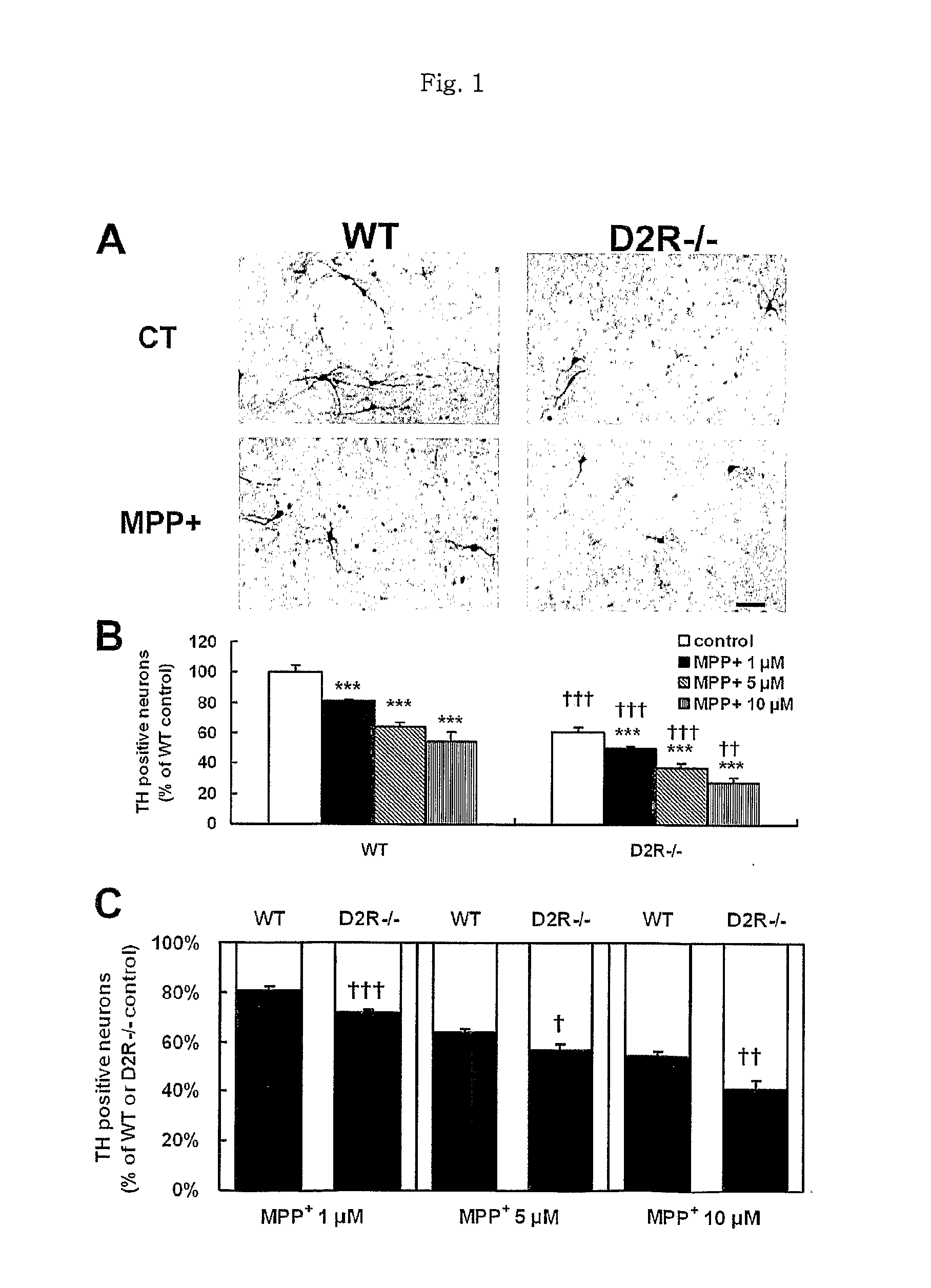 Methods For Modulating The Development Of Dopamine Neuron By The Dopamine D2 Receptor And Compositions Thereof