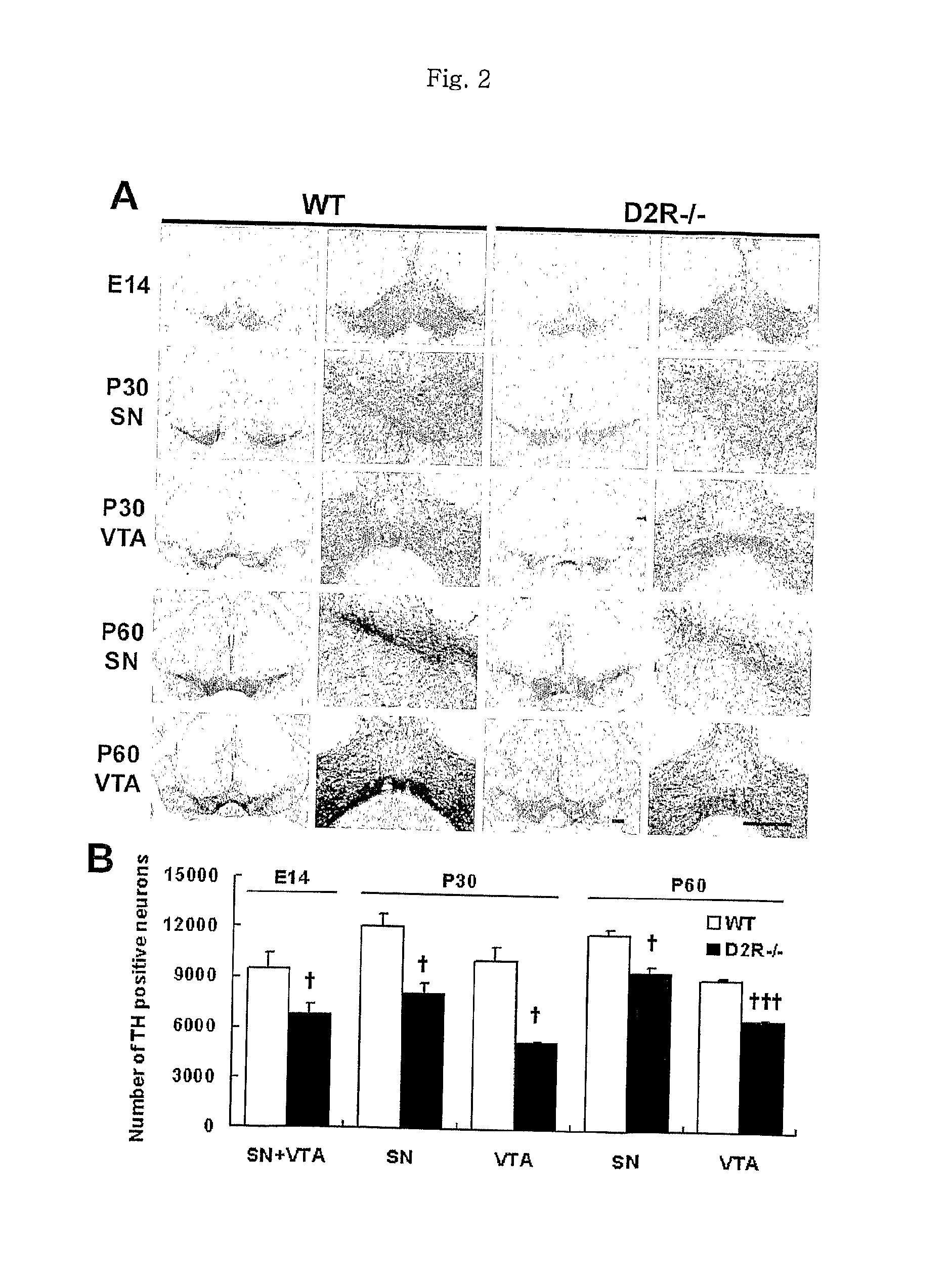 Methods For Modulating The Development Of Dopamine Neuron By The Dopamine D2 Receptor And Compositions Thereof