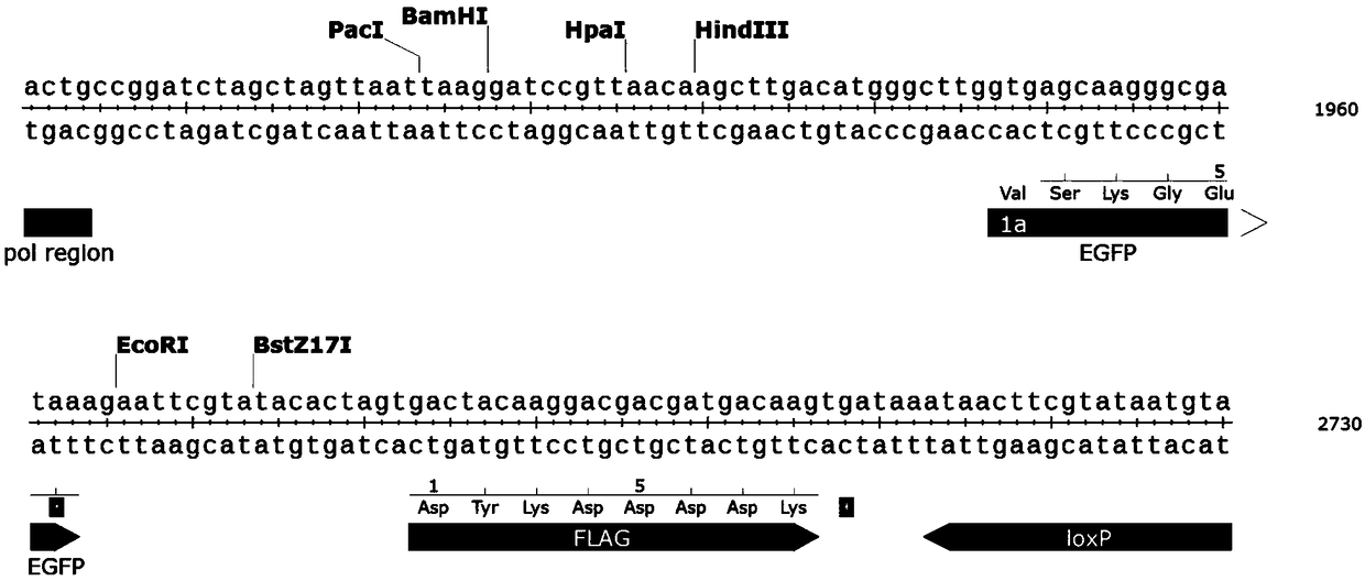 Application of naloxone in drug for regulating and controlling activity of DNA demethylase of Tet1 protein