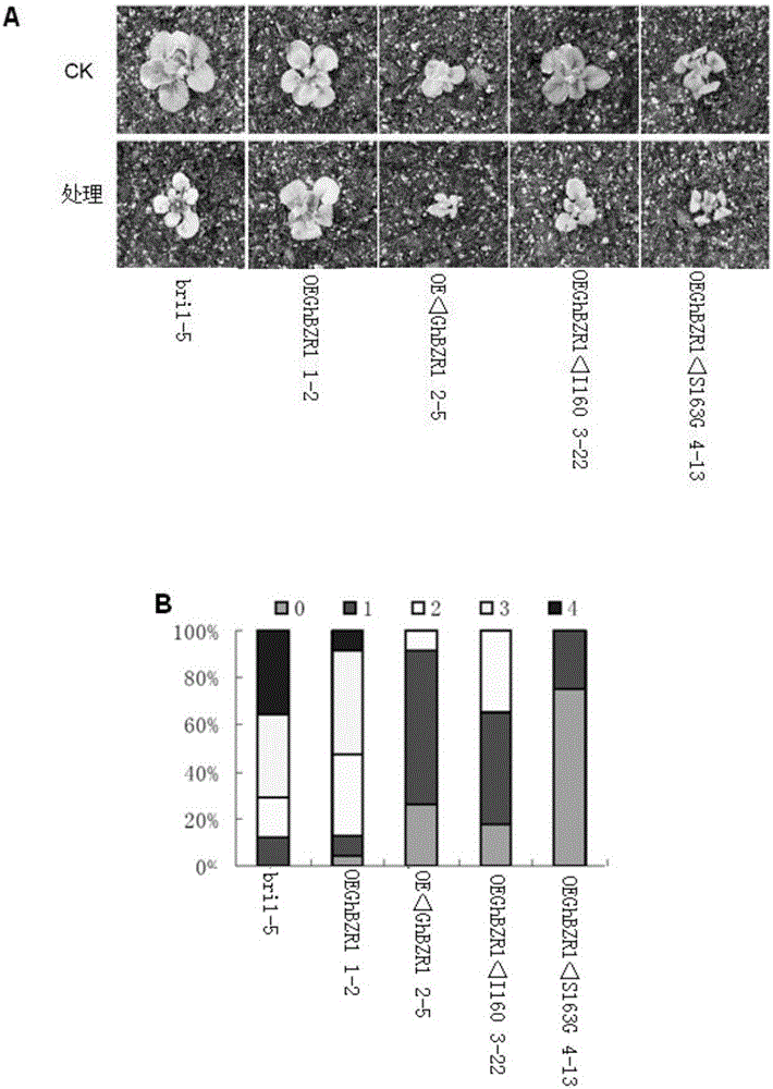 Application of protein and encoding gene of protein in regulation of verticillium wilt resistance of plants