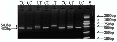 trka gene as a molecular marker for litter size traits in sheep and its application