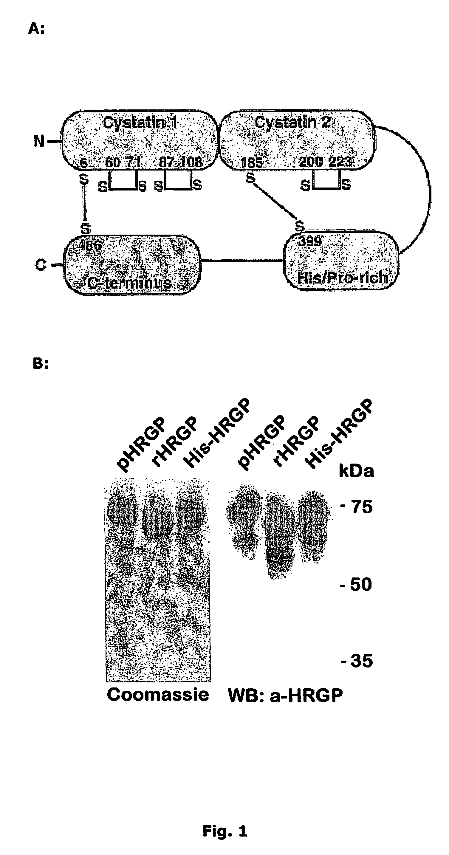 Endogenous peptide and active subfragments thereof