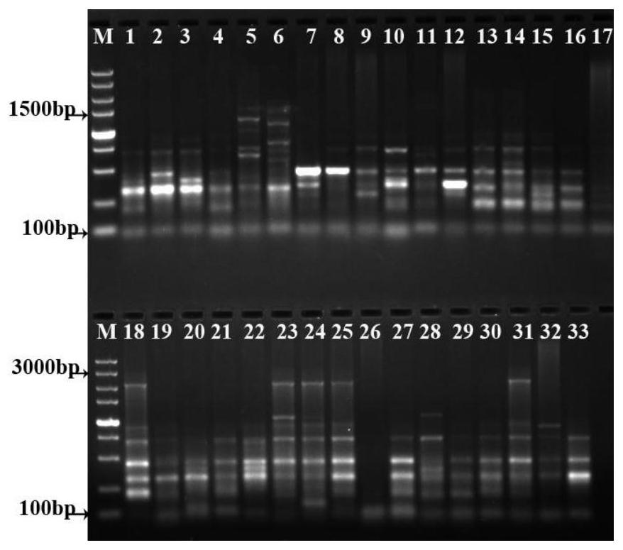 A srap molecular marker primer combination and analysis method for genetic diversity analysis of P.