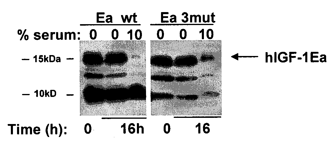 Stabilized Insulin-like Growth Factor Polypeptides