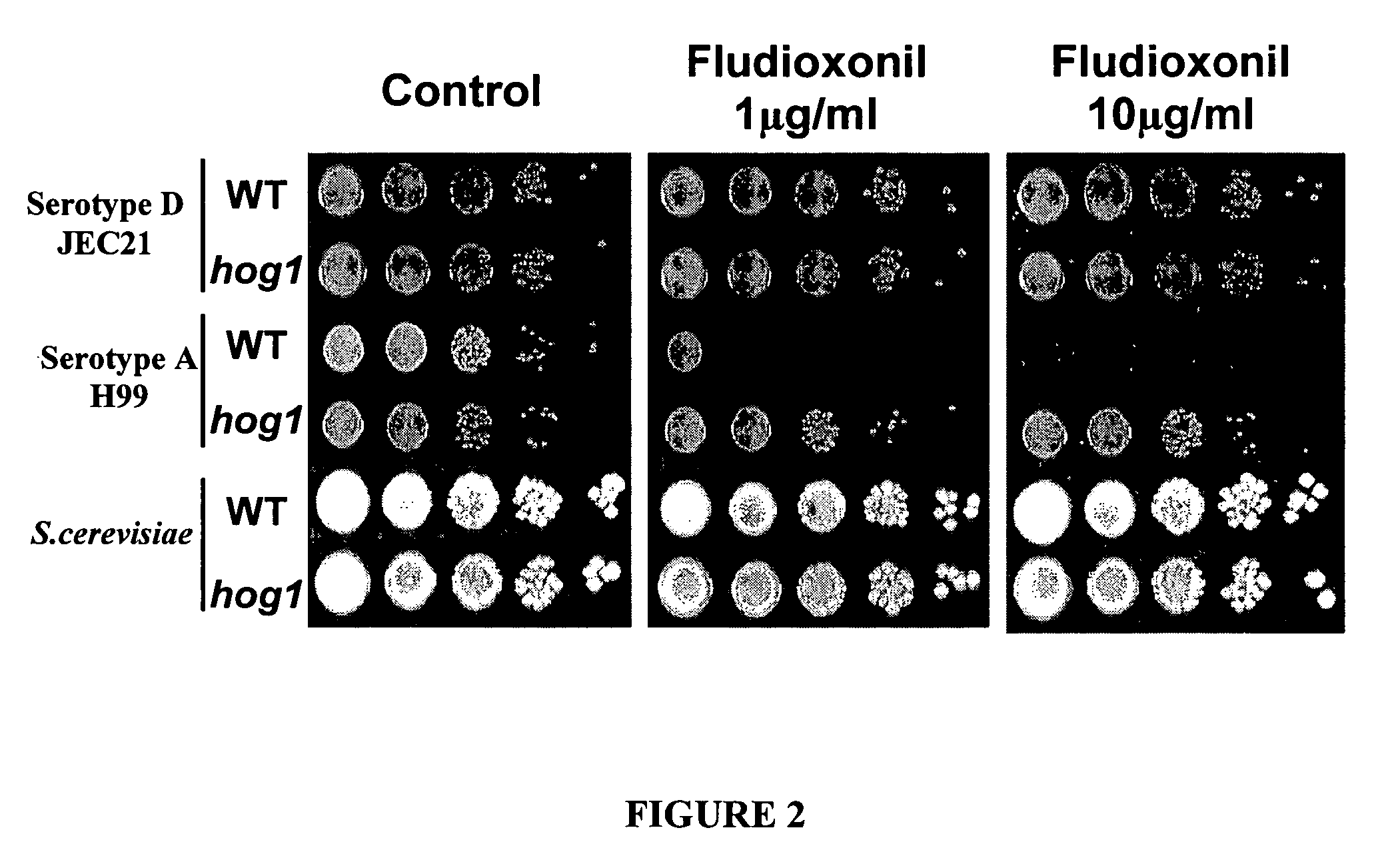 Fungicidal effect by regulating signal transduction pathways
