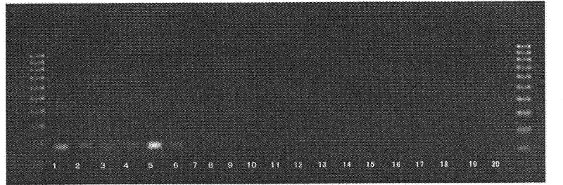 Method for detection of fungi belonging to the genus Geosmithia