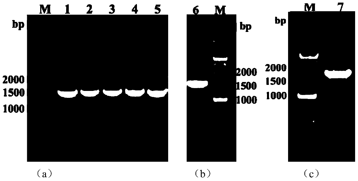 Co-expressing recombinant bacterium and application thereof in synthesizing furan carboxylic acid