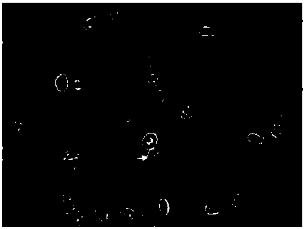 Method for separating spermatogonial stem cells of turbot