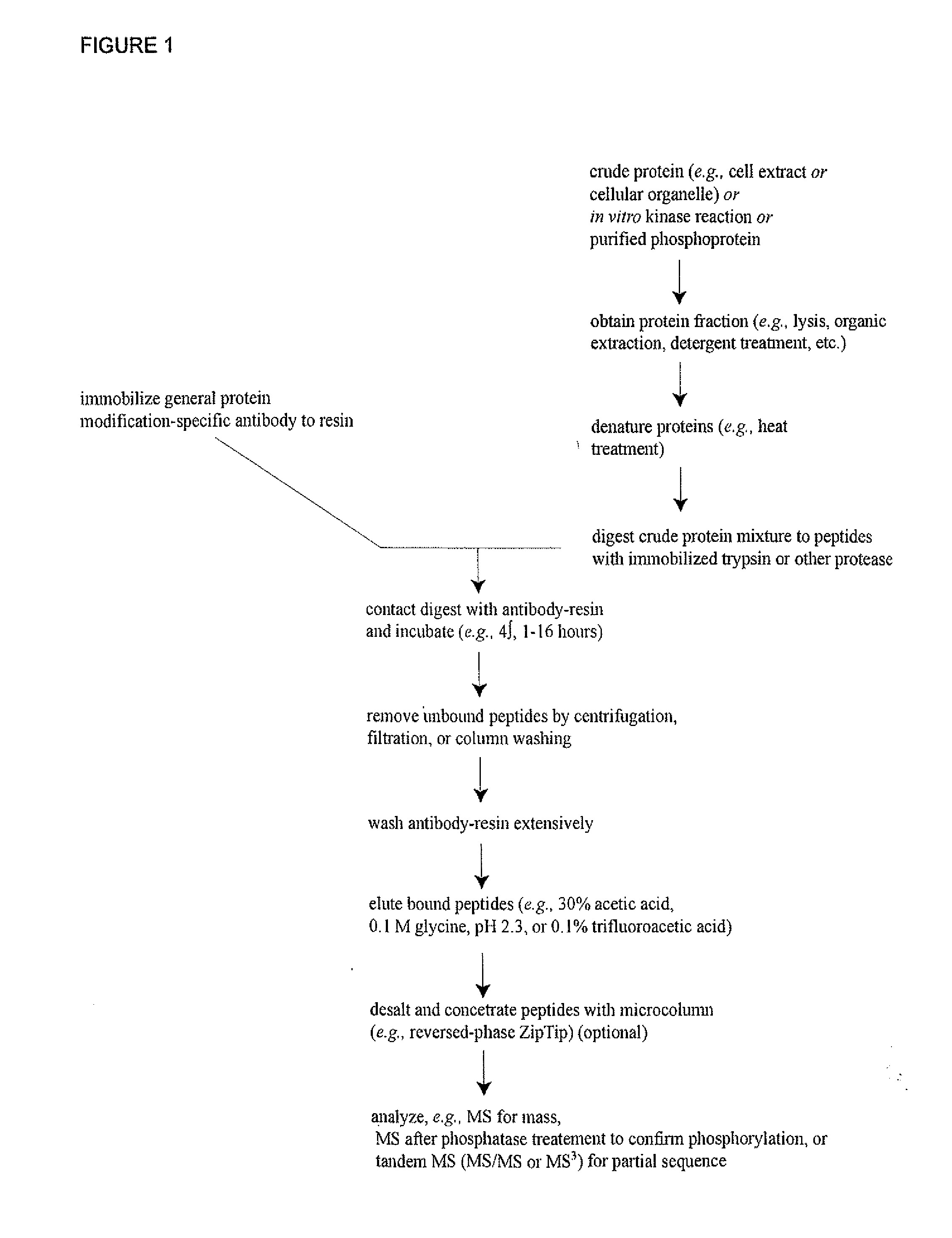 Tyrosine, Serine, And Threonine Phosphorylation Sites