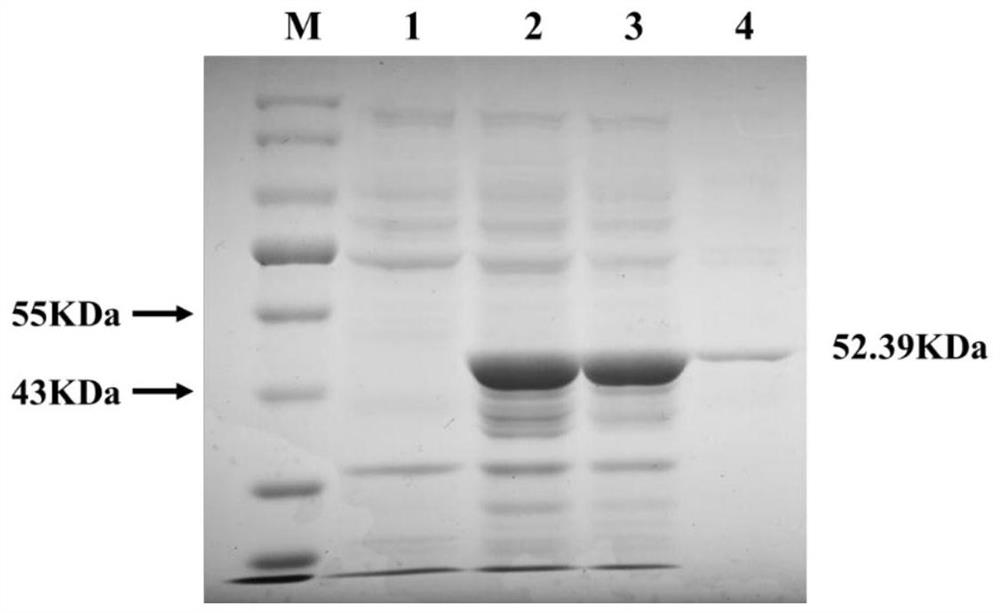 A kind of mannuronic acid c-5 epimerase/alginate lyase coding gene and enzyme, preparation and application