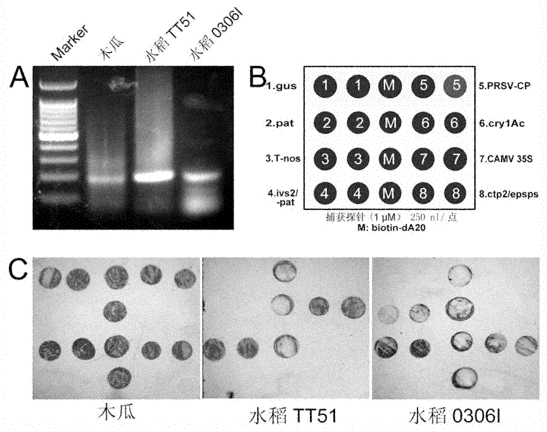 Visual membrane receptor chip, preparation method and applications thereof