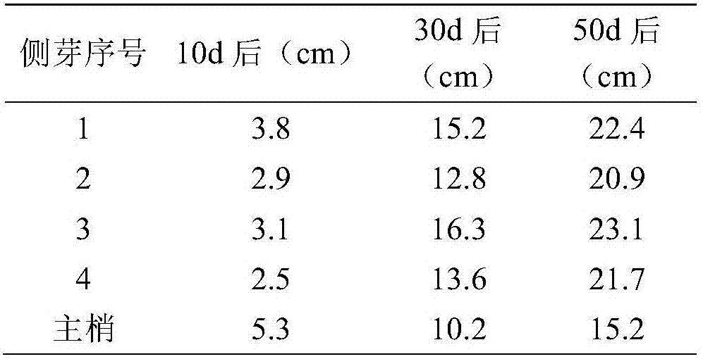 Flowering dogwood arborescent method