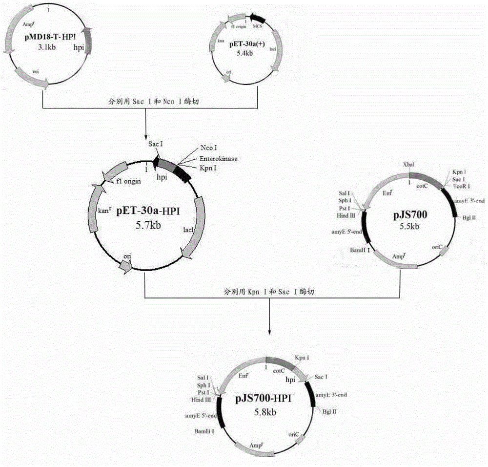 Preparation method for oral hypoglycemic recombinant human proinsulin