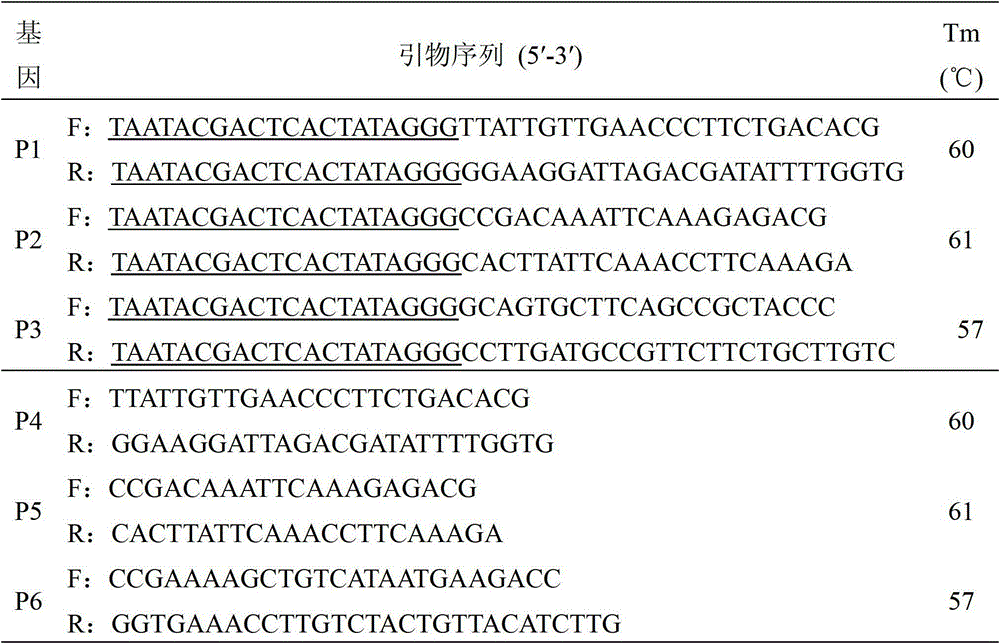 Application of two dsRNAs (double-stranded ribonucleic acids) and combination thereof in controlling aphid damage