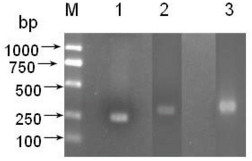 Application of two dsRNAs (double-stranded ribonucleic acids) and combination thereof in controlling aphid damage