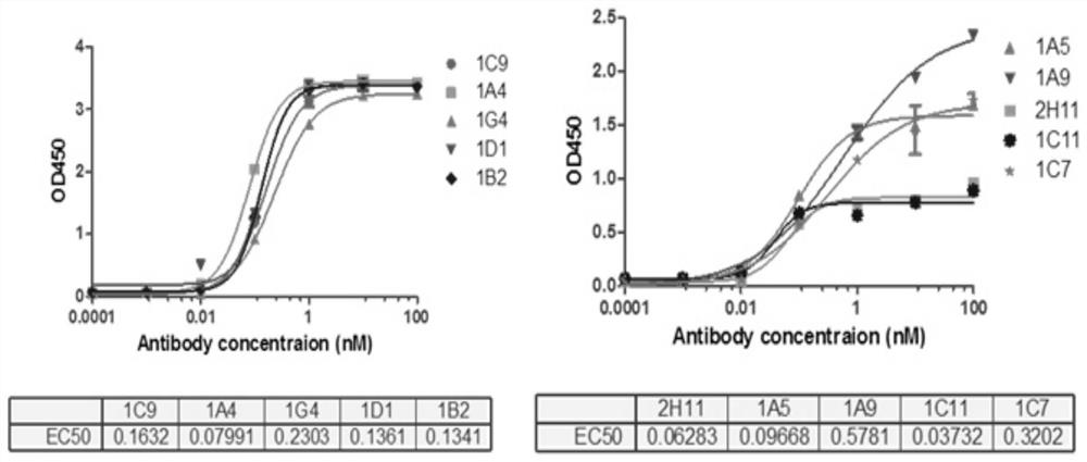 A kind of anti-activated blood coagulation factor V monoclonal antibody and its preparation method and application