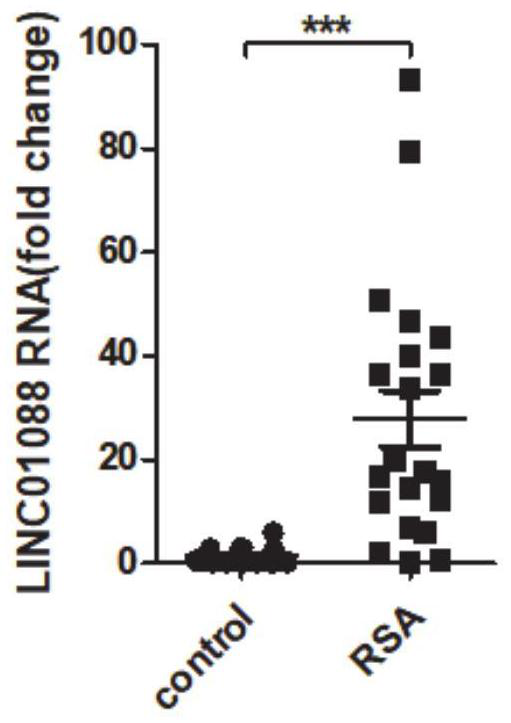 Application of lncRNA in the diagnosis and treatment of recurrent miscarriage