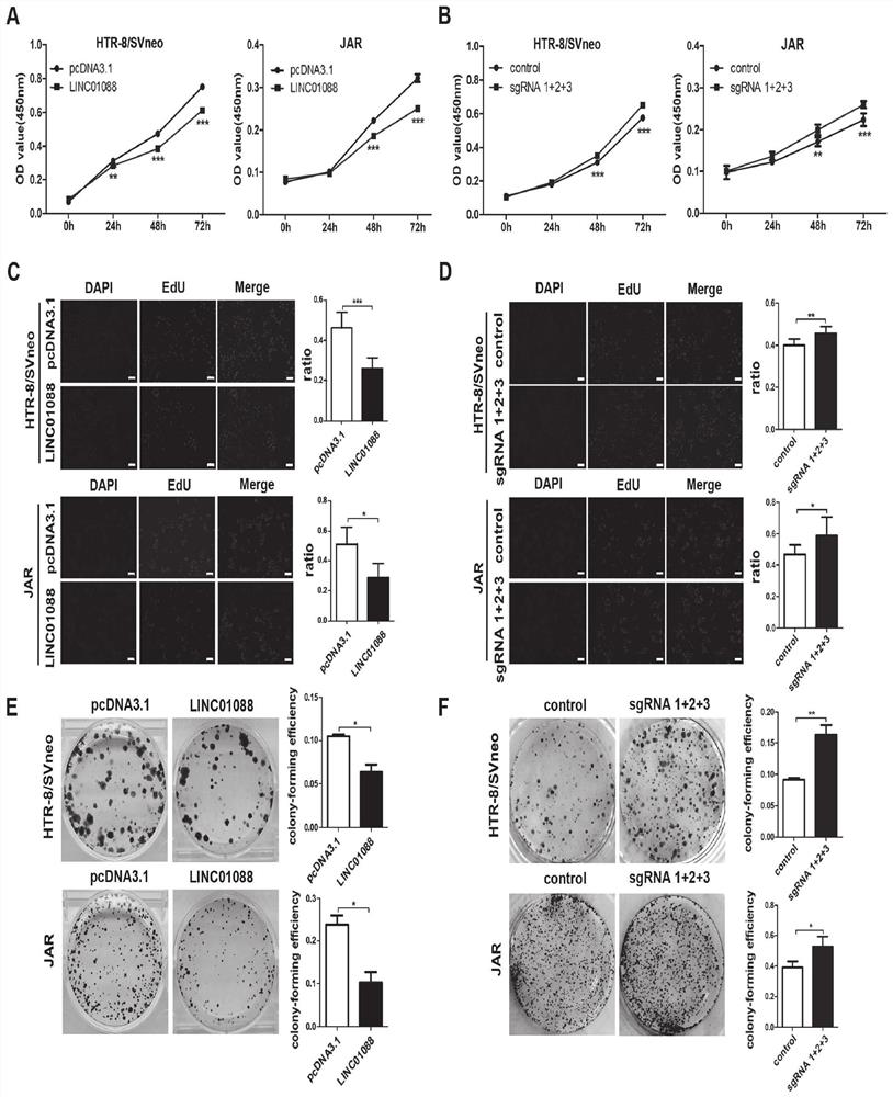 Application of lncRNA in the diagnosis and treatment of recurrent miscarriage