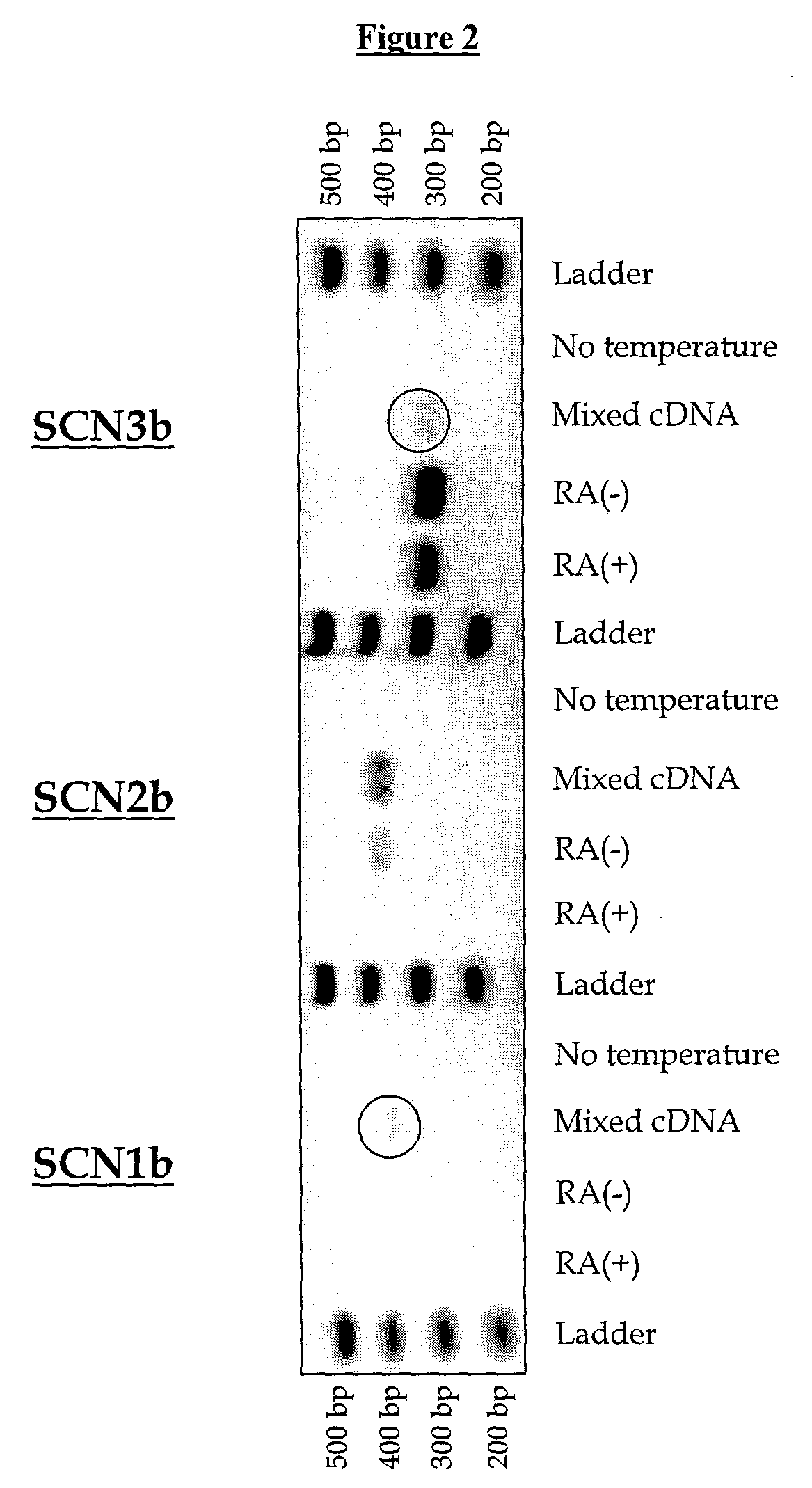 Method for identifying modulators of ion channels