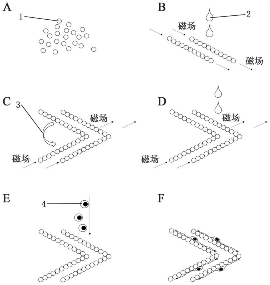 Preparation method of magnetic nanowire